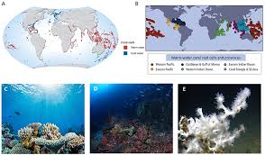 They are massive underwater structures formed by the limestone skeletons of tiny invertebrate animals. Frontiers Coral Reef Ecosystems Under Climate Change And Ocean Acidification Marine Science