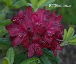 R Francesca Orchids Rhododendron Flowers