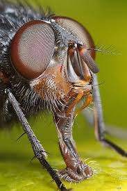 Lord V On Flickr Macro Photography Insects Insect Eyes Bugs And Insects