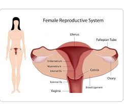 Maybe you would like to learn more about one of these? The Female Anatomy External Vs Real Conception Surrogacy Facebook