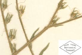 Image result for Boraginaceae