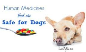 Human Medicines Safe For Dogs Medicine Safe For Dogs
