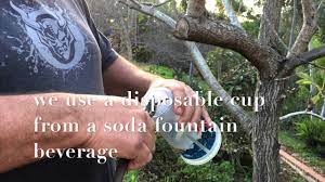 The best way to keep squirrels out of fruit trees is to use multiple methods to repel them such as motion sensor water jets, fake predators, traps, nets and pruning the fruit tree. How To Keep Animals From Eating Your Fruit Youtube
