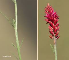 Image result for Hermbstaedtia