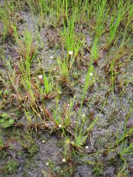 Image result for Syngonanthus welwitschii