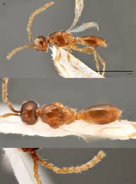 Image result for Disperis sp. nov. aff. bifida