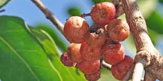 Image result for Olinia rochetiana