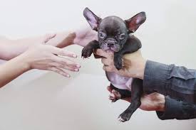 In collaboration with national mill dog rescue we were able to free these animals from lives of overbreeding and inhumanity and provide a better tomorrow. Maryland Becomes 2nd State To Ban Retail Store Puppy Kitten Sales The Dogington Post