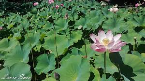 Seara romaneasca hotel president baile felix 2019. Lacul Cu Nuferi Retete Culinare Cu Laura Sava