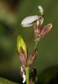 Image result for Justicia scandens