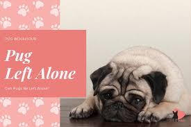 Although it's still unclear whether dogs are aware of the length of time they're left alone for, research suggests that they're more excited to greet their owner if they're left alone for two hours than 30 minutes. Can Pugs Be Left Alone 13 Tips To Make It Easier
