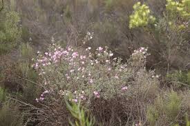 Image result for Podalyria