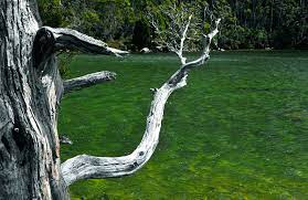 bough - Wiktionary, the free dictionary