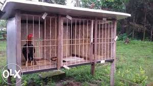 Kandang ini adalah kandang yang dikhususkan bagi para anak ayam yang baru saja menetas. Ukuran Ideal Kandang Ayam Bangkok Tentang Kolam Kandang Ternak Desain Kandang Ayam Kandang Ayam Ayam