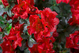 Perennial Solutions Azalea Encore Autumn Fire Greenhouse Product News