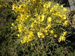 Image result for Senna artemisioides