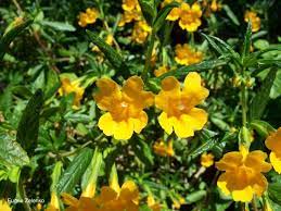 Check spelling or type a new query. California Native Plant Society Santa Cruz