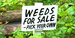 That will get rid of all the weeds and give your new seedlings a head start. Ways How To Keep Weeds Down In Your Garden