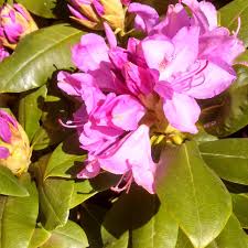 This large, dense, broadleaf evergreen rhododendron thrives in cooler regions. Rhododendron Cat Roseum Elegans Roseum Elegans Rhododendron From Prides Corner Farms