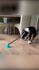 This Dog Toy Works Hilariously Well Pets Funny Dog Memes Dog Toys