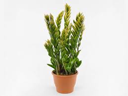 Image result for Zamiokulkas Zamioculcas