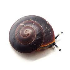 Maybe you would like to learn more about one of these? Achatina Shne Czek