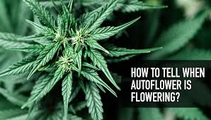 What lights to use for flowering stage. How To Tell When Autoflower Is Flowering Week By Week Grow Fast Buds