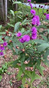 Image result for Vernonia brachycalyx