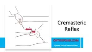 Image result for Cremasteric Reflex