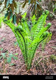 Image result for Dryopteridaceae