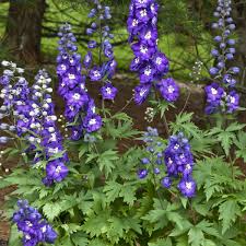 Image result for Delphinium