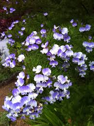 Image result for Psoralea