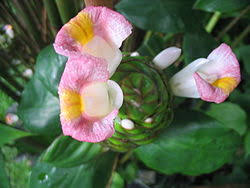 Image result for Costus subbiflorus