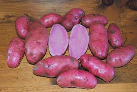 The ozette was introduced by the spanish explorers in the 1700�s to the n.w. The Fingerling Potato An Ancient Vegetable A Culinary Treasure