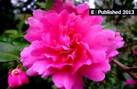 Maybe you would like to learn more about one of these? Camellias Ready For A Cold Snap The New York Times