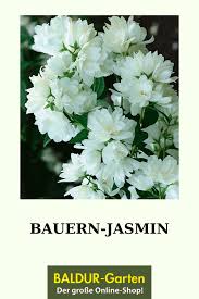 Jasmin Pflanze Bauern Jasmin Bei Baldur Garten Online Kaufen In 2020 Hecke Pflanzen Pflanzen Blutenhecke