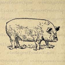 This Item Is Unavailable Pig Graphic Graphic Illustration Antique Artwork