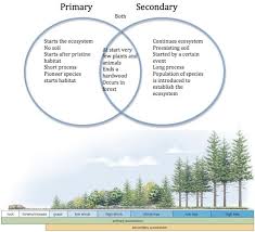 Primary Vs Secondary Succession Secondary Succession Primary Succession Secondary