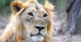 Image result for asiatic lion