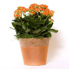 Image result for Kalanchoe rosalina