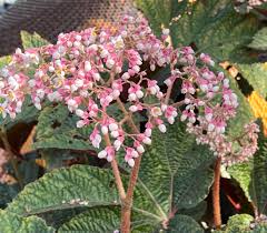 Image result for Begoniaceae