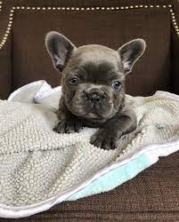 Bulldog Dogsofinstagram Dog Frenchie Dogs Bulldogsofinstagram Frenchbulldog Puppy Englis Cute Baby Pigs Baby Animals Super Cute French Bulldog Puppies