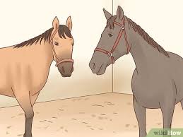 There are many times where i have found that i needed extra items because something broke or i needed to use my own for trailering my horse or taking care of an injured horse. 5 Ways To Take Care Of Your Horse Wikihow