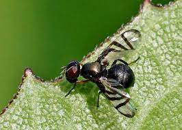 Common noninsect arthropod pests of plants or people in the garden. Signal Fly Family Platystomatidae Field Station