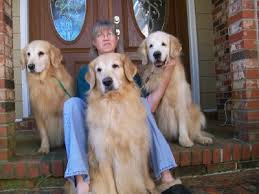 Sunkyst Goldens Golden Retrievers Chapin South Carolina