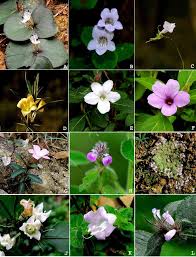 Image result for Endostemon villosus