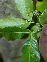 Image result for Melicoccus