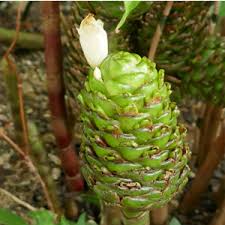 Image result for Costus afer