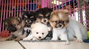 Find local pomeranian puppies for sale and dogs for adoption near you. Puppies For Sale Local Breeders Adorable Teddy Bear Pomeranian Puppies For Sale Georgia Local Breeders Near Atlanta Ga At Puppies For Sale Local Breeders