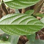 Image result for Celtis gomphophylla